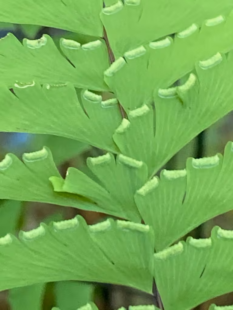 Aleutian maidenhair, photo 2 of 5