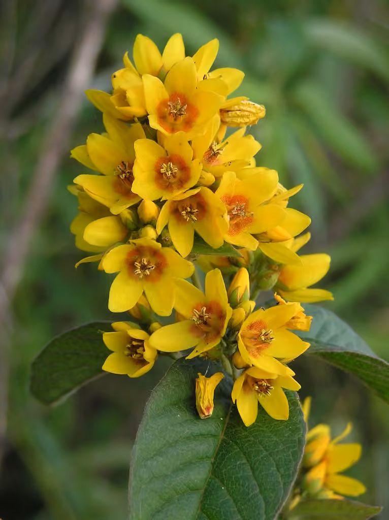Garden yellow loosestrife, photo 1 of 5