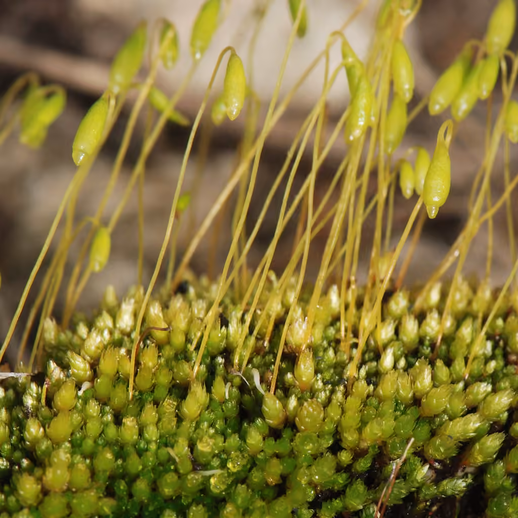 Bryum à feuilles concaves, photo 1 sur 3