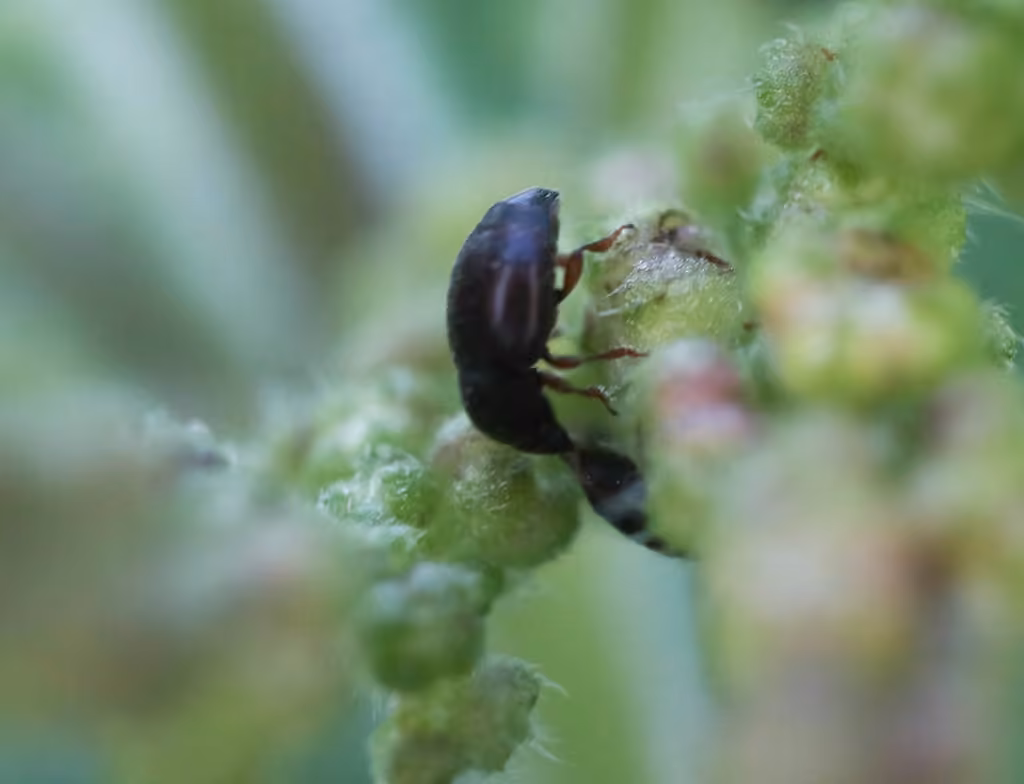Nettle Pollen Beetle, photo 1 of 5