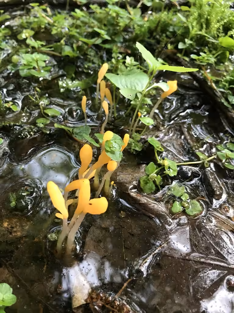 Mitrula lunulatospora, photo 3 of 5