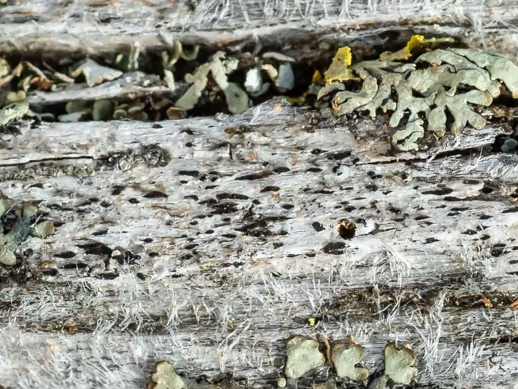 Black Woodscript Lichen, photo 3 of 5