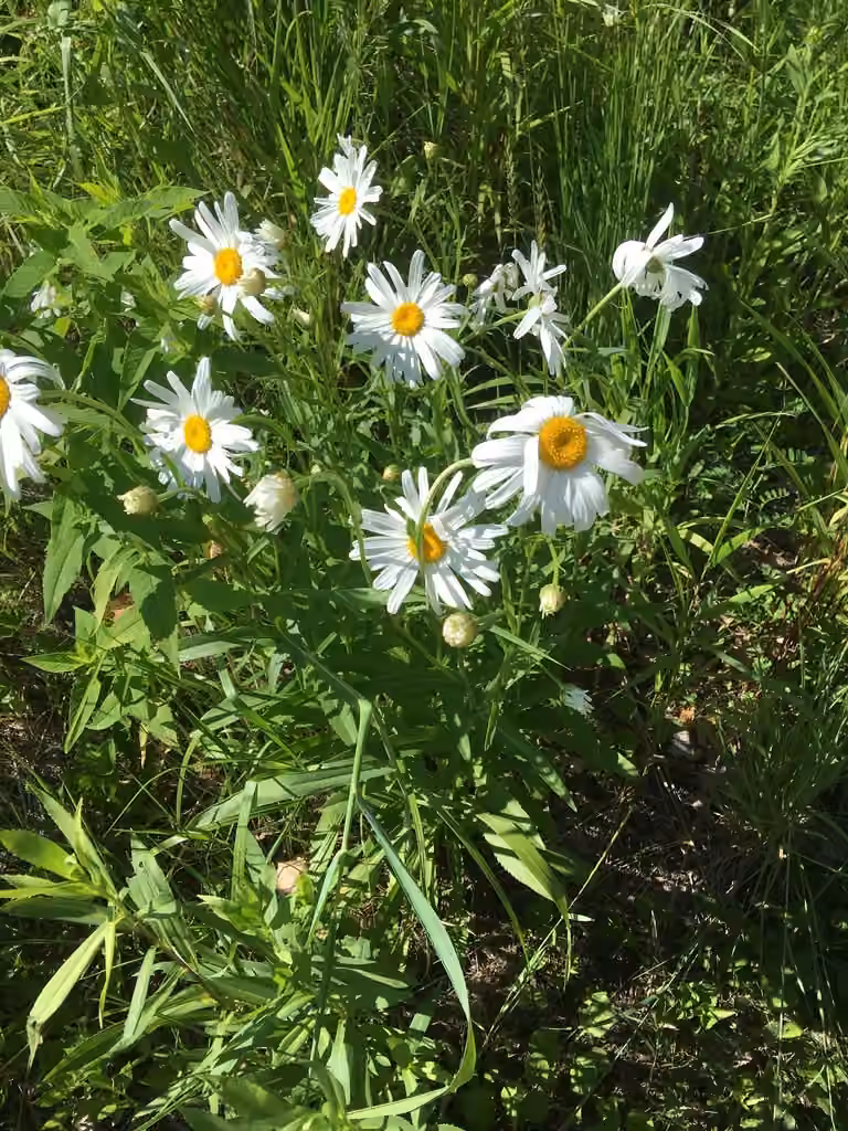 Leucanthémelle tardive, photo 3 sur 5