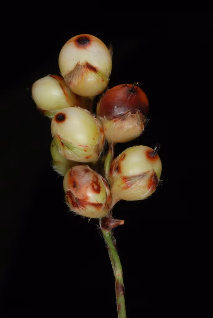 Sorghum, In fruit