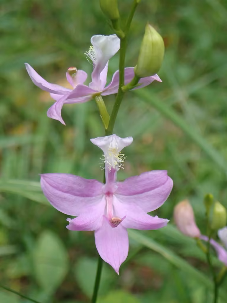 Calopogon tubéreux, En fleurs