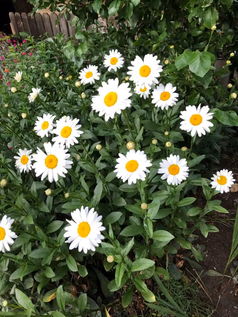 Max chrysanthemum, photo 1 of 5
