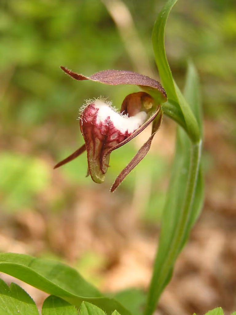 Ram's-head lady's-slipper