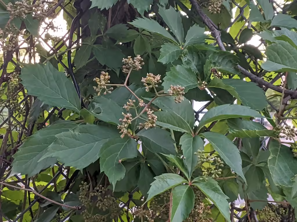 Thicket-creeper, In flower