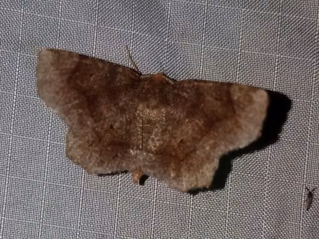 Common Metarranthis Moth, photo 2 sur 5