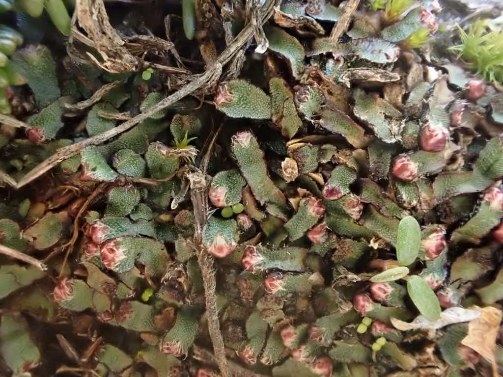Fragrant Macewort, photo 3 of 5