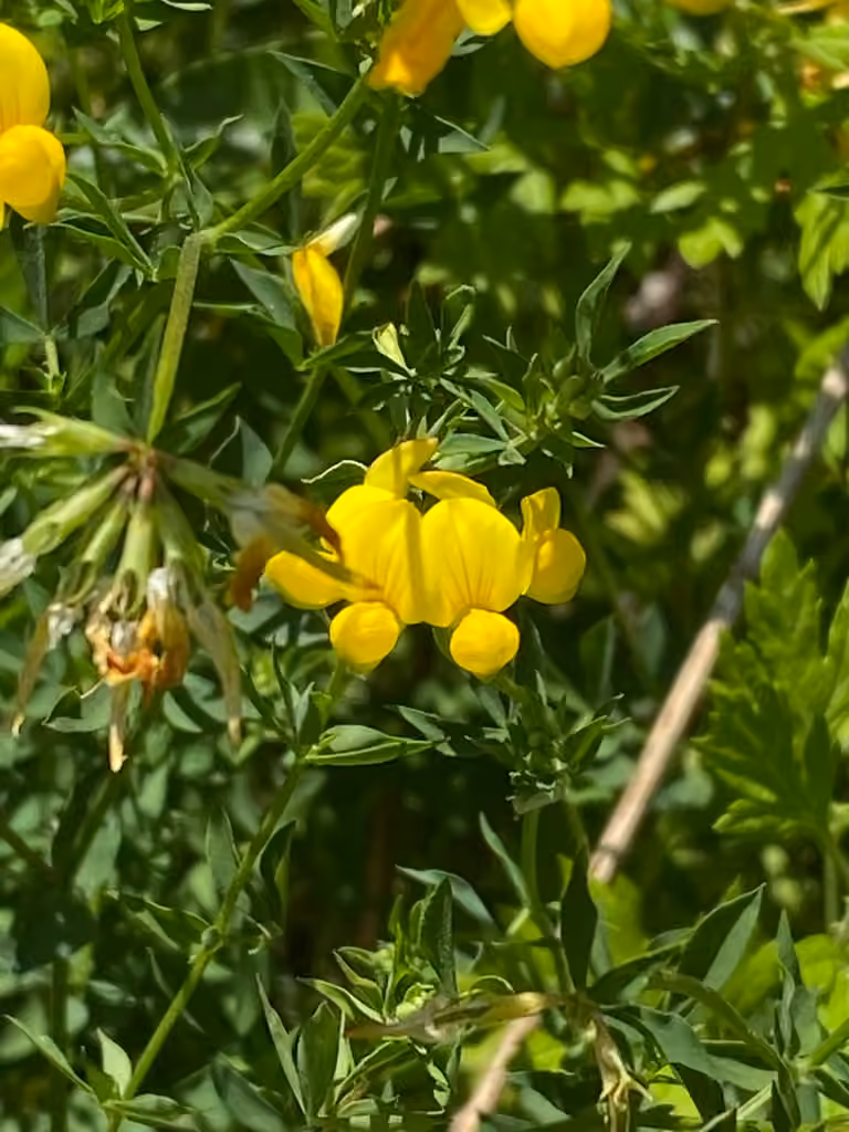 Lotier à feuilles ténues, En fleurs