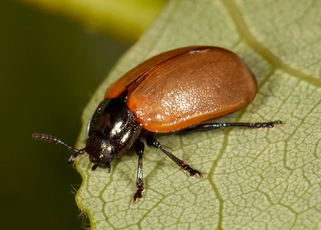 Aspen Leaf Beetle, photo 3 of 5