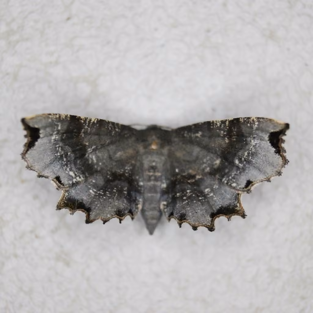 Dark Scallop Moth, Adulte