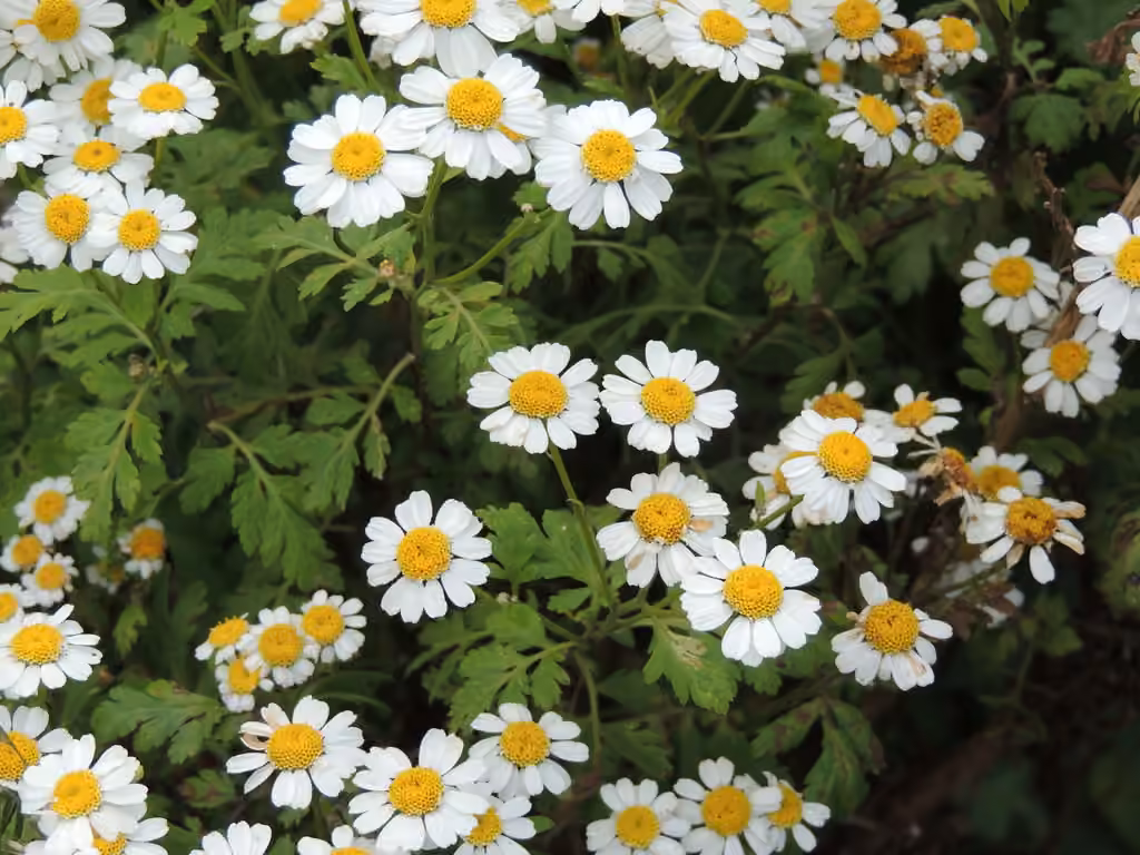 Chrysanthème matricaire