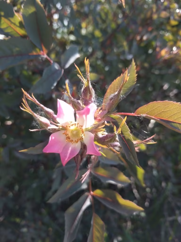 Red-leaved rose, In flower