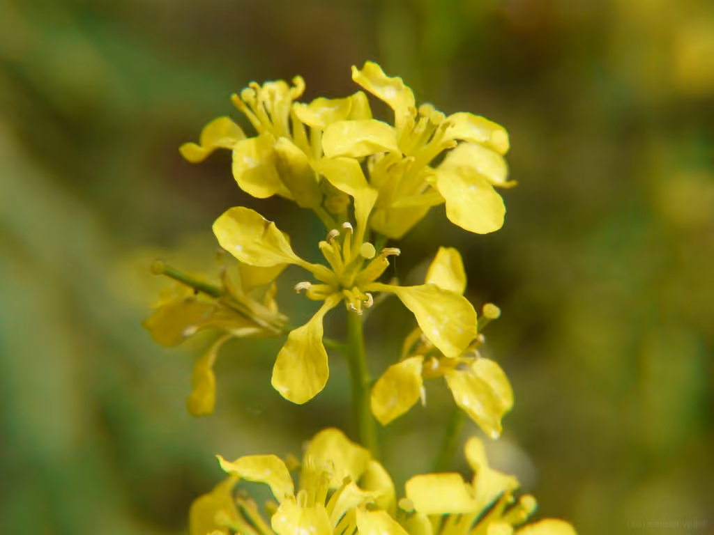 India mustard, photo 1 of 5