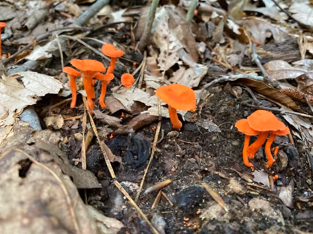 Cinnabar Chanterelle, photo 3 of 5