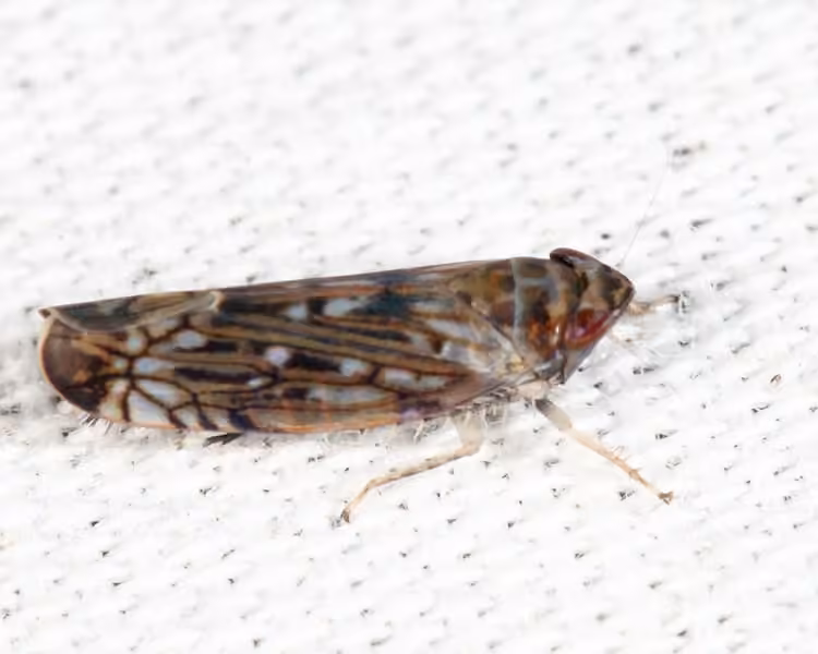 Scaphoideus carinatus