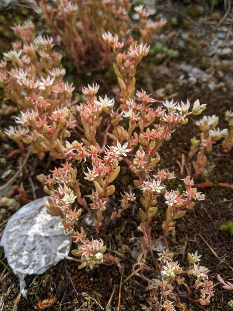 Spanish stonecrop