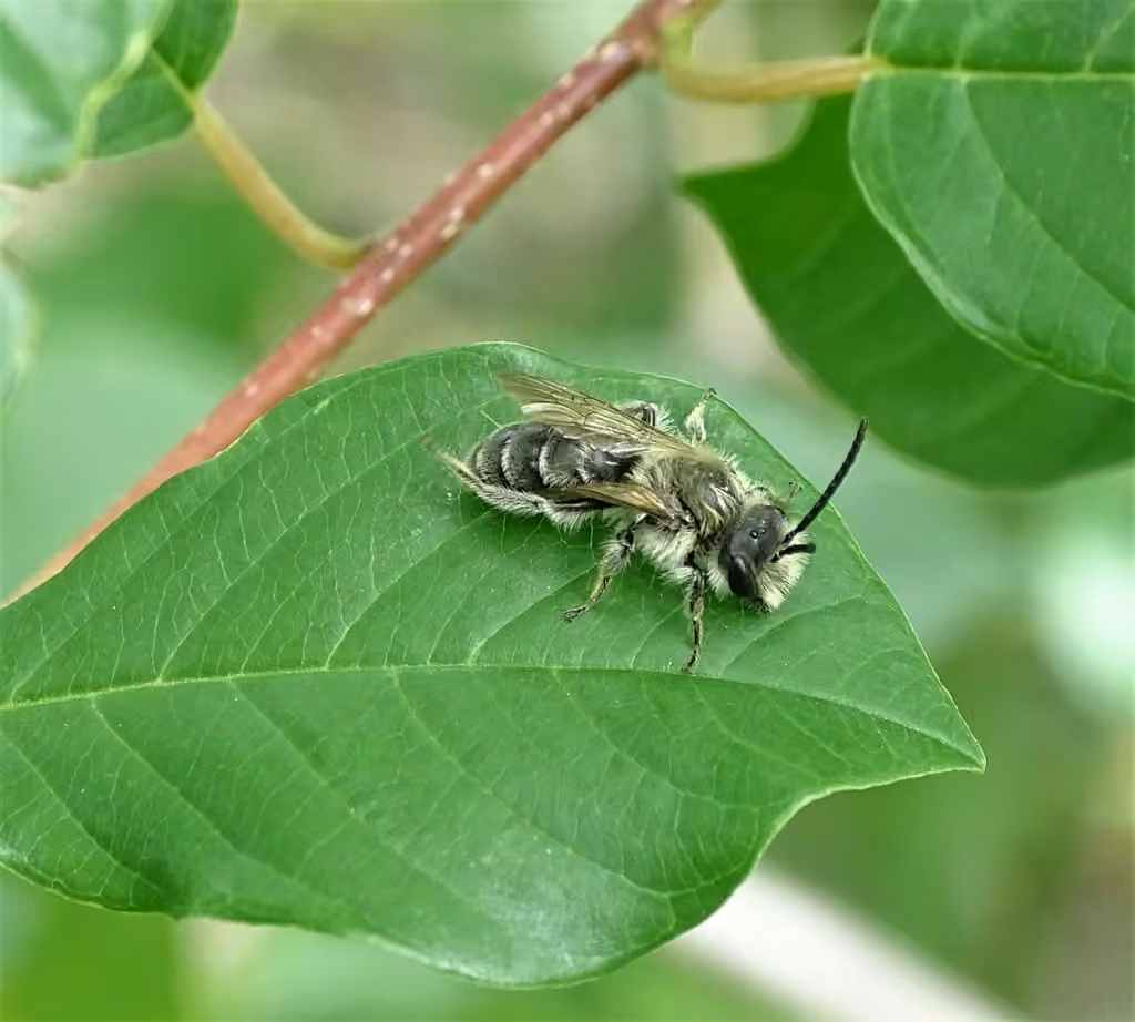 Wilke's Mining Bee, Male