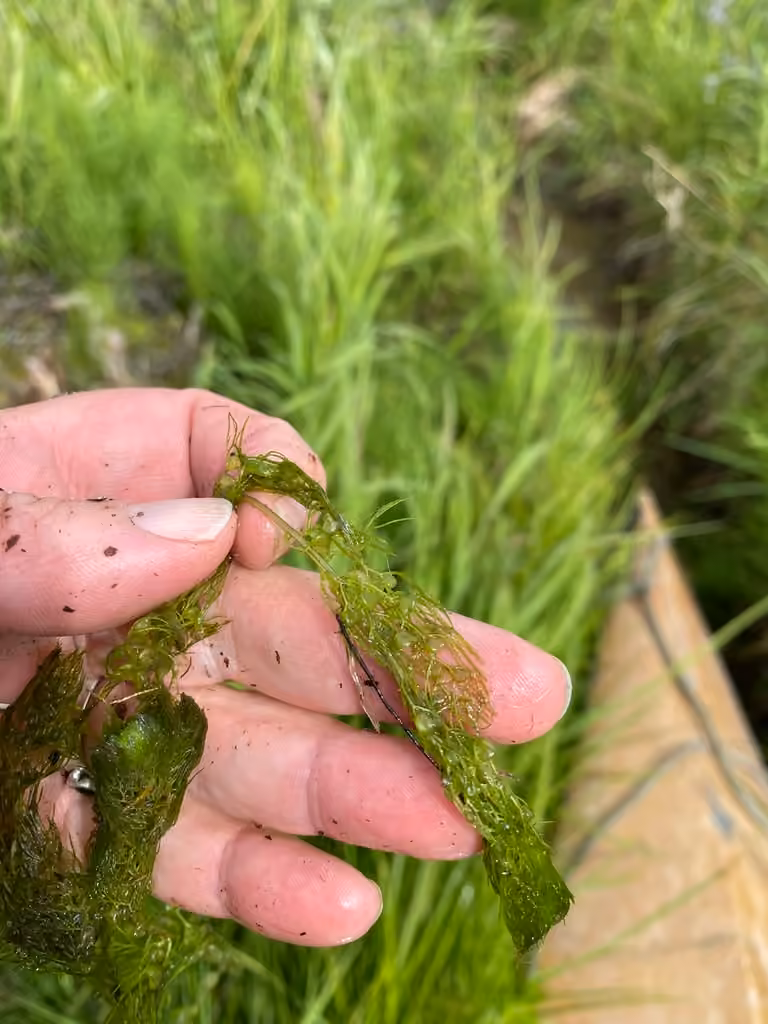Utriculaire à longues racines, Sans fleurs ni fruits