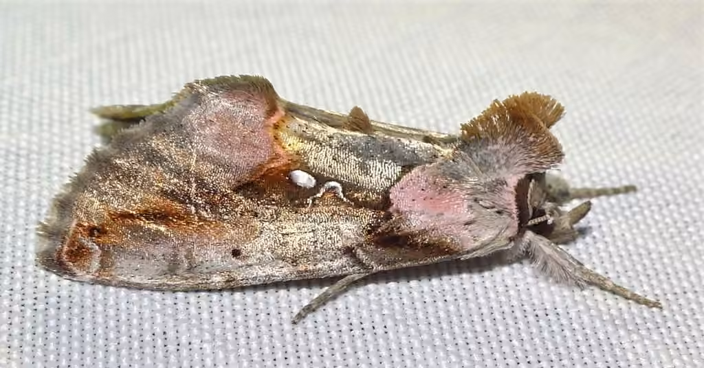 Pink-patched Looper Moth, Adulte