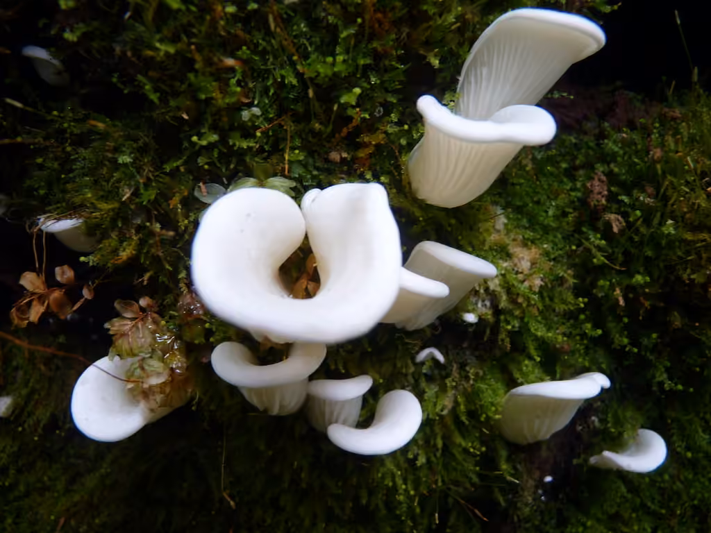Pleurote du Cryptomeria