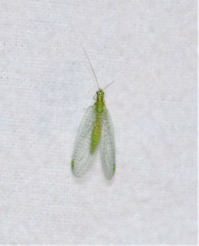 Chrysope chi