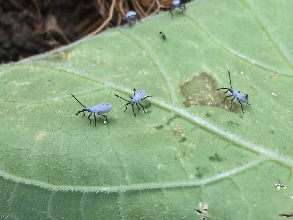 Punaise de la courge, Nymphe