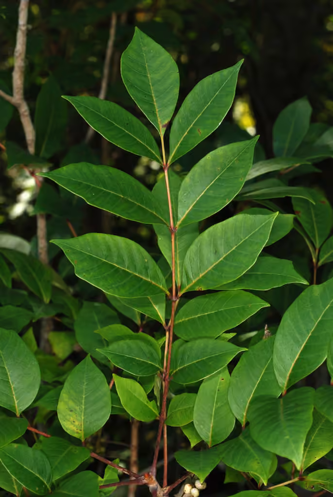 Sumac à vernis