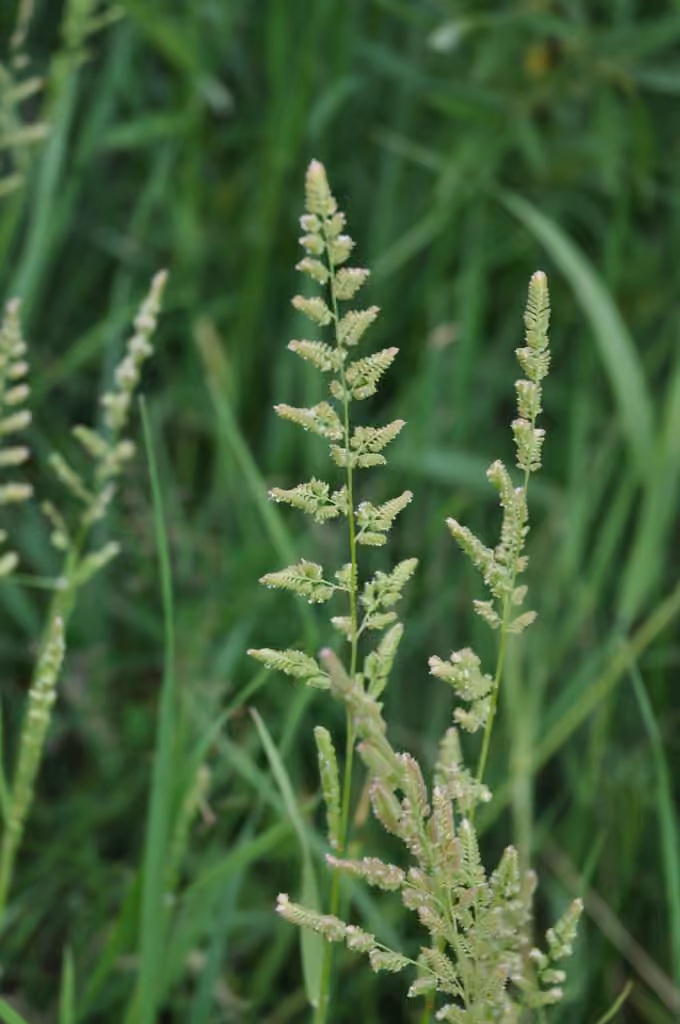American sloughgrass, photo 1 of 5