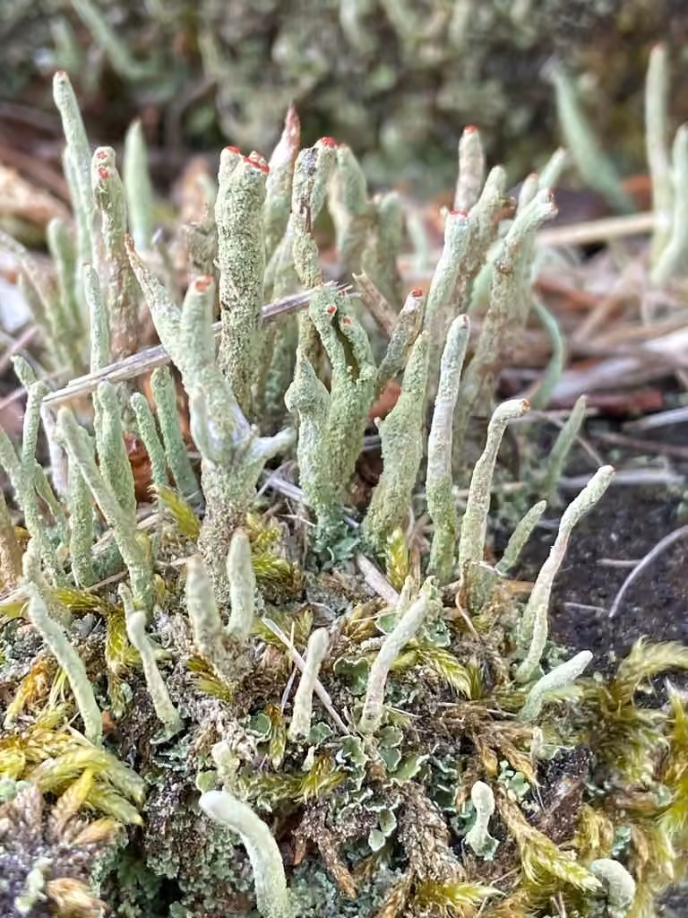 Cladonie mince, photo 2 sur 5