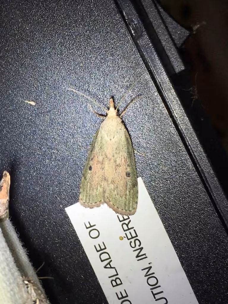 Bee Moth, Caterpillar