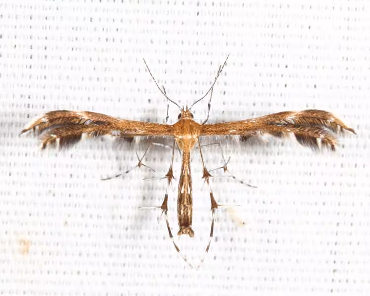 Lobed Plume Moth, photo 3 of 5