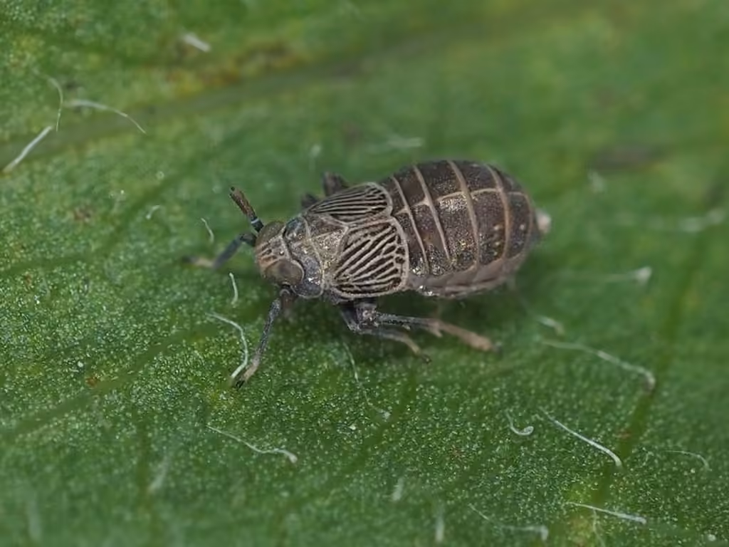 Pissonotus brunneus