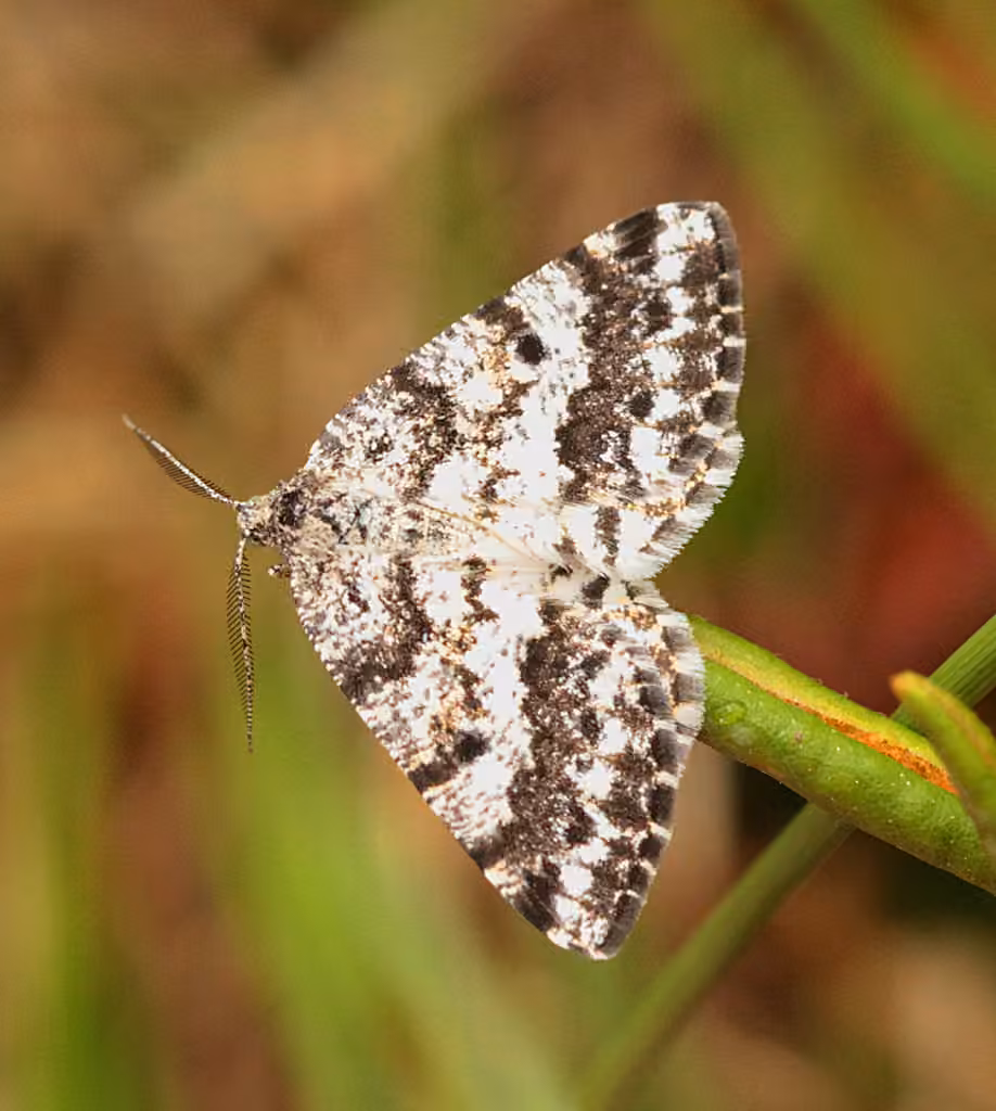 Powder Moth, photo 3 sur 5