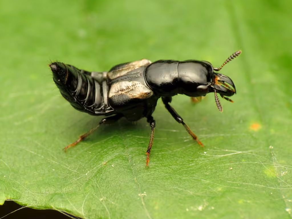 Thigh Cross-toothed Rove Beetle, Adult