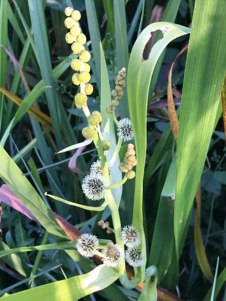 Giant burreed, In flower