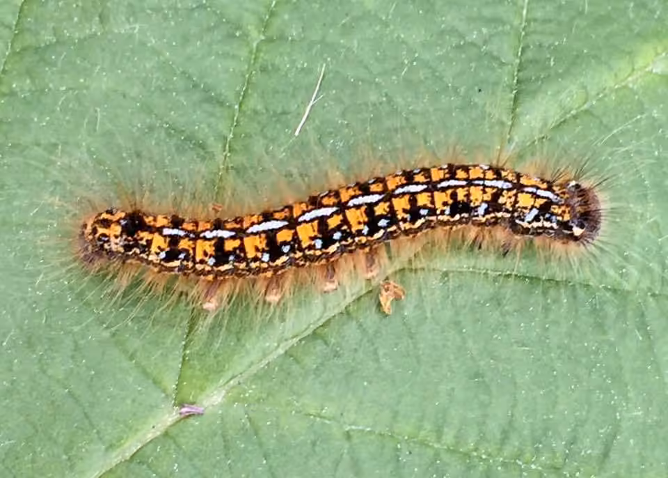 Western Tent Caterpillar Moth, photo 3 sur 5