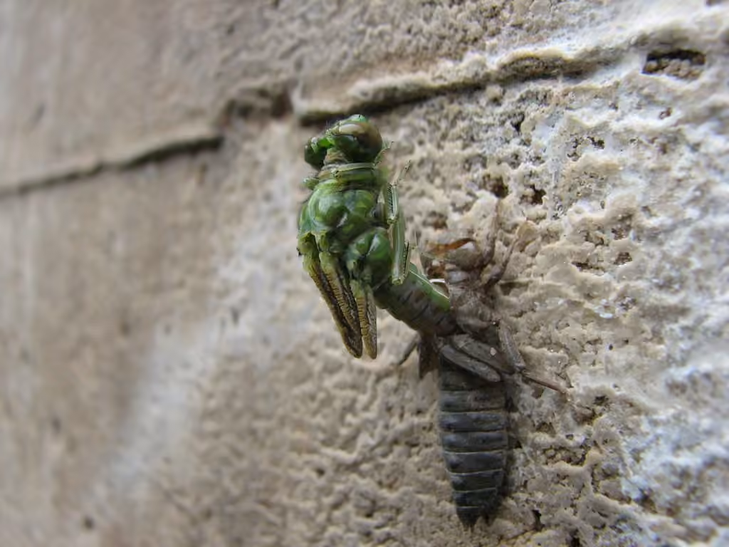 Ophiogomphe Roussâtre, Nymphe