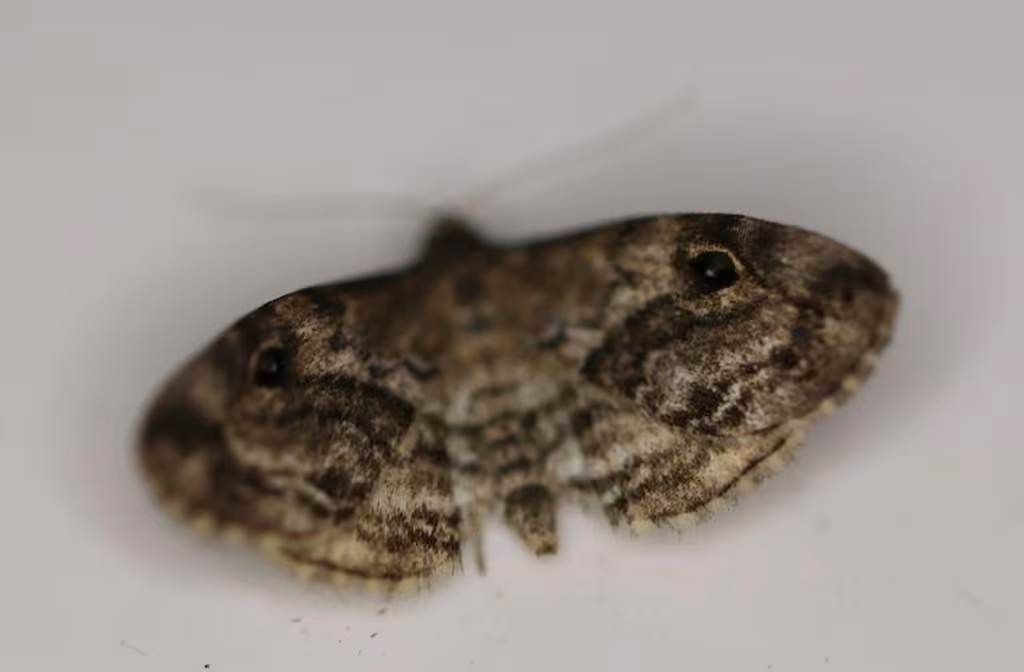Gold-lined Melanomma Moth, photo 3 of 5