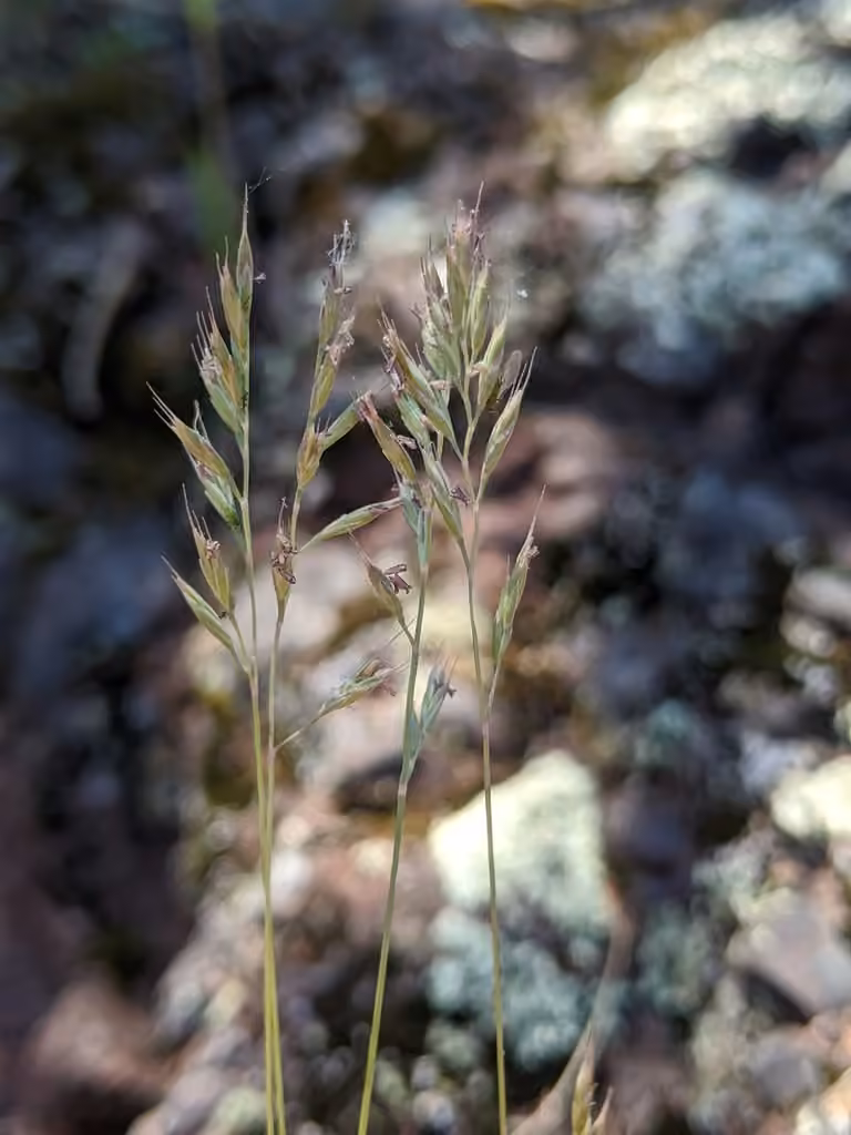 Mountain fescue