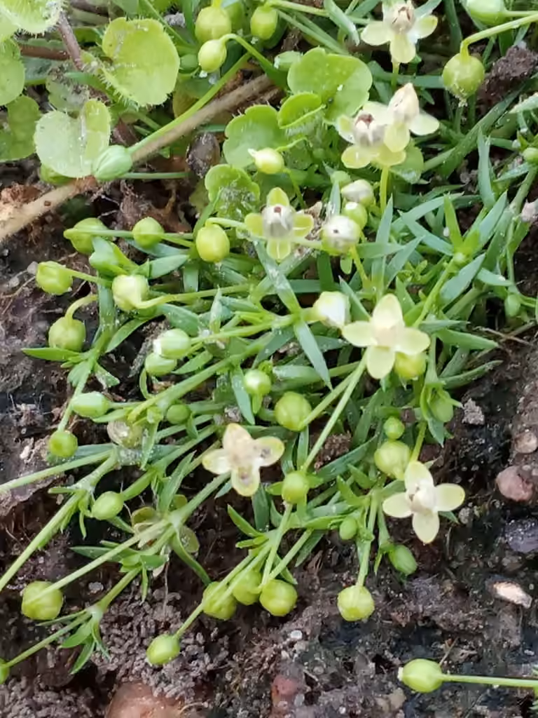 Procumbent pearlwort