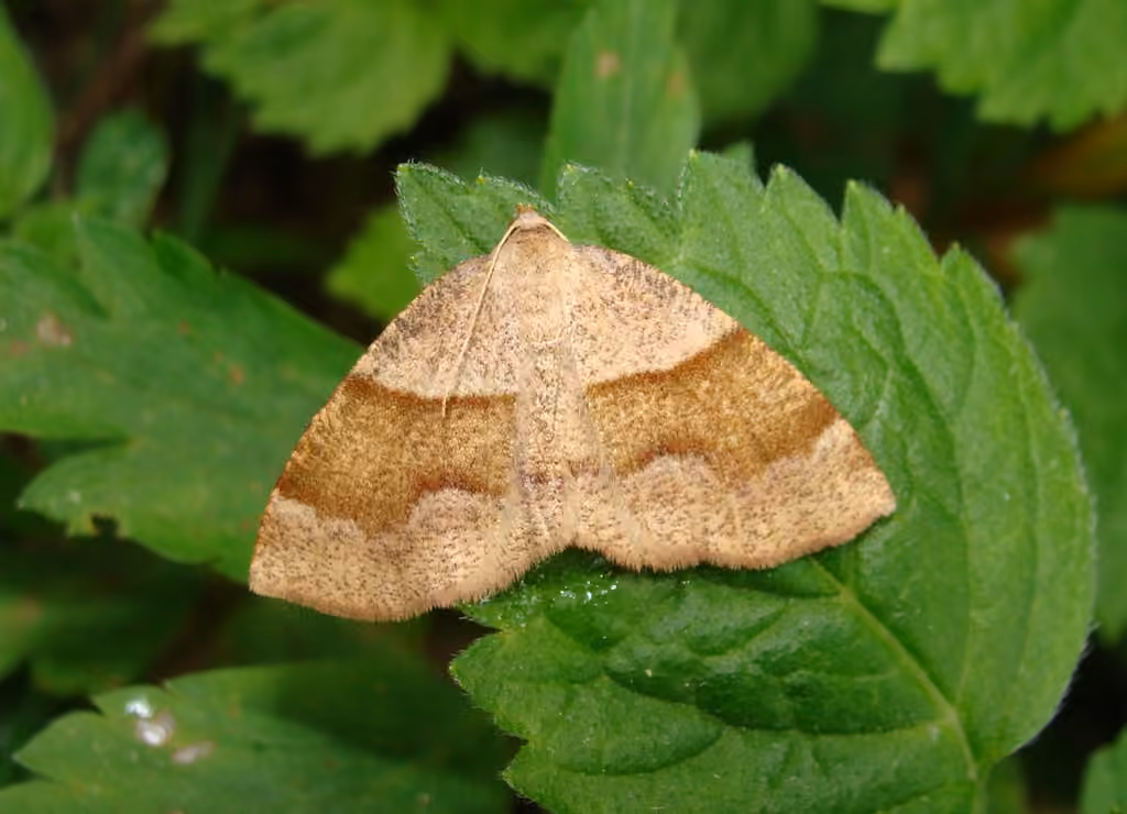 Barred Umber