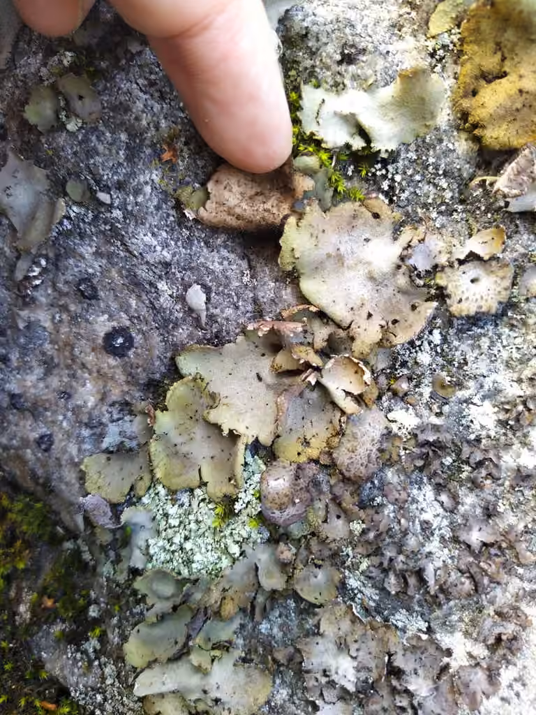 Granulating Rocktripe Lichen, photo 2 of 5