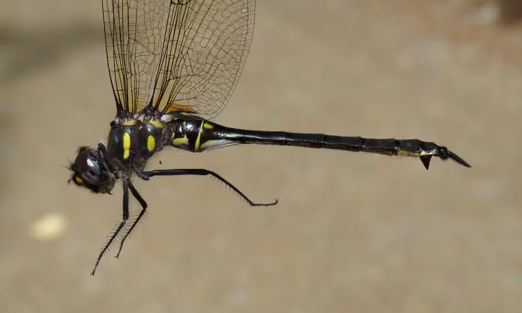 Ski-tipped Emerald, Female