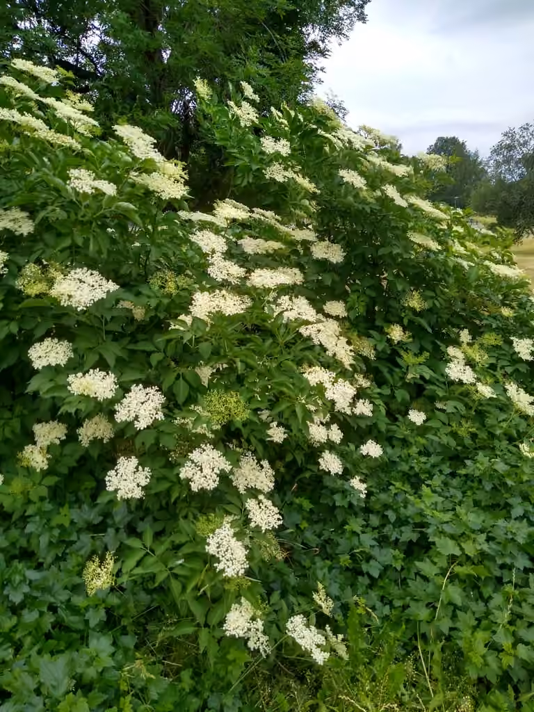 Sureau noir, En fleurs