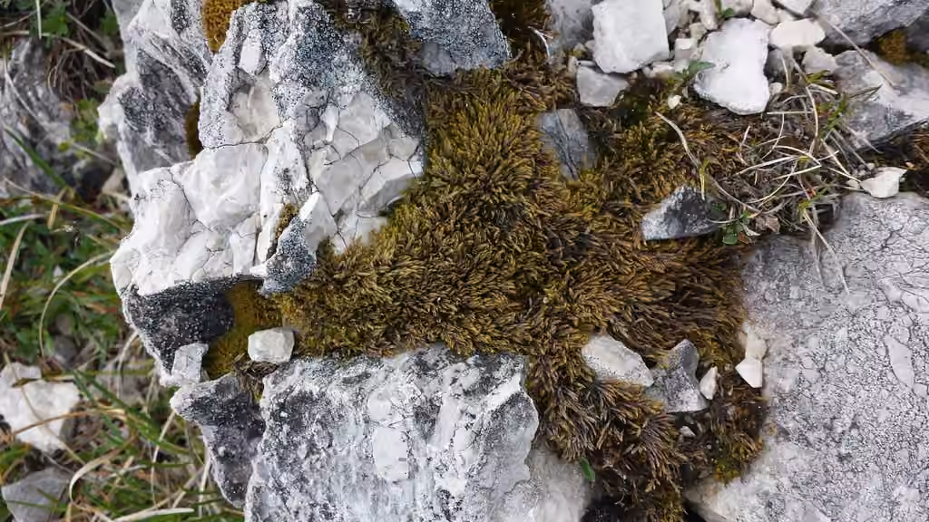 Vaucher's Plait-moss, photo 2 of 5