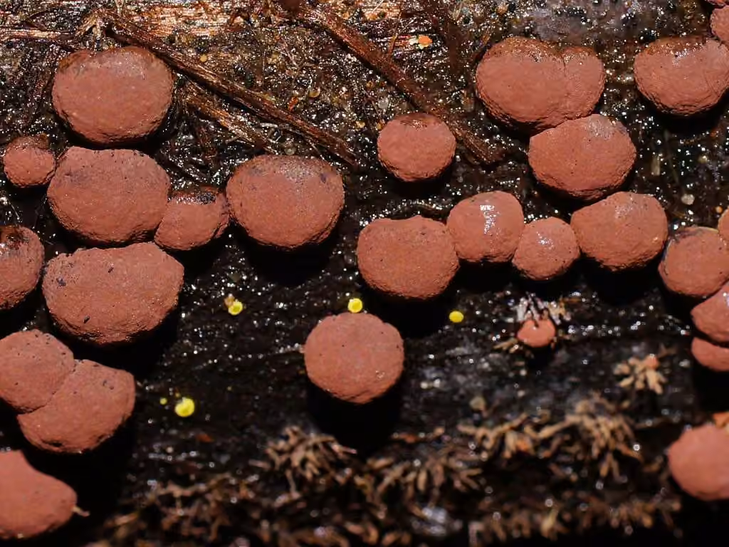 Hypoxylon howeanum
