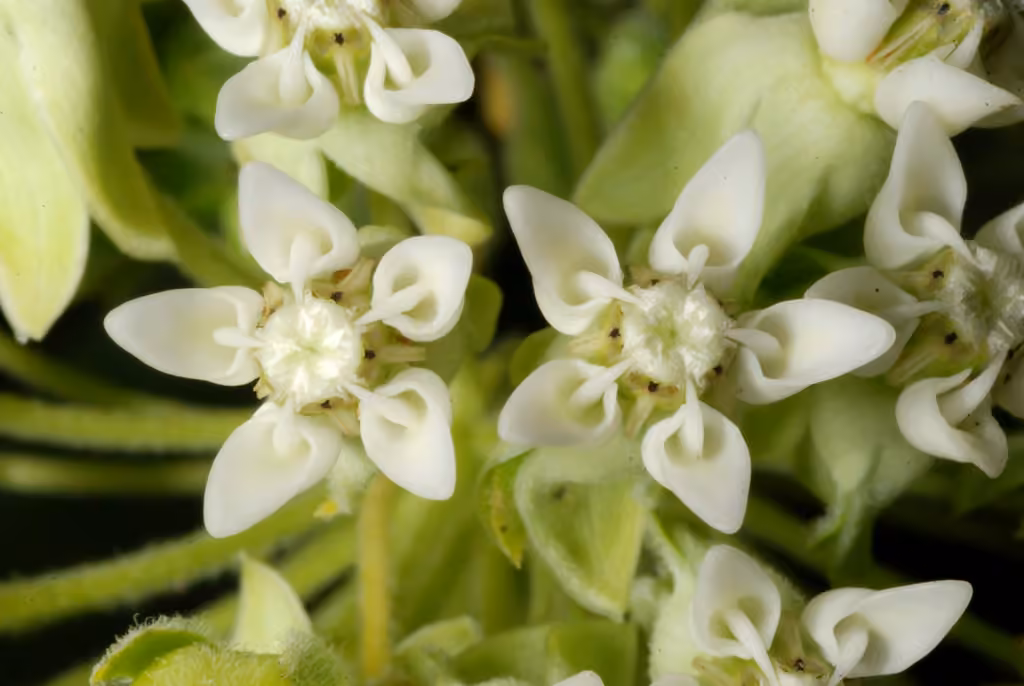 Common milkweed, In flower
